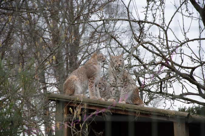Lynx Sitting